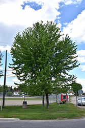 Silver Maple (Acer saccharinum) at Tree Top Nursery & Landscaping