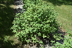 Aurora Honeyberry (Lonicera caerulea 'Aurora') at Tree Top Nursery & Landscaping