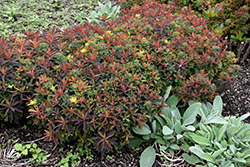 Bonfire Cushion Spurge (Euphorbia polychroma 'Bonfire') at Tree Top Nursery & Landscaping
