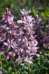 Pink Gas Plant (Dictamnus albus 'var. purpureus') at Tree Top Nursery & Landscaping