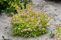 Sundrop Spirea (Spiraea 'Bailcarol') at Tree Top Nursery & Landscaping