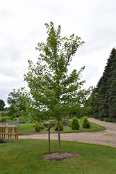 Matador Maple (Acer x freemanii 'Bailston') at Tree Top Nursery & Landscaping
