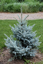 Bonny Blue Blue Spruce (Picea pungens 'Bonny Blue') at Tree Top Nursery & Landscaping