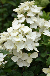 White Diamonds Hydrangea (Hydrangea paniculata 'HYPMAD I') at Tree Top Nursery & Landscaping