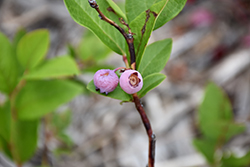 Pink Popcorn Blueberry (Vaccinium corymbosum 'MNPINK1') at Tree Top Nursery & Landscaping