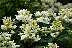 White Diamonds Hydrangea (Hydrangea paniculata 'HYPMAD I') at Tree Top Nursery & Landscaping