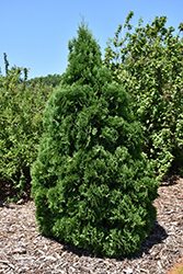 Holmstrup Arborvitae (Thuja occidentalis 'Holmstrup') at Tree Top Nursery & Landscaping