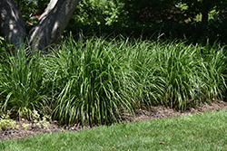 Korean Reed Grass (Calamagrostis brachytricha) at Tree Top Nursery & Landscaping