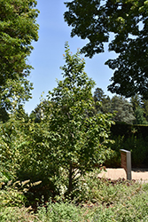 Firespire American Hornbeam (Carpinus caroliniana 'J.N. Upright') at Tree Top Nursery & Landscaping