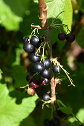 Jostaberry (Ribes x nidigrolaria) at Tree Top Nursery & Landscaping