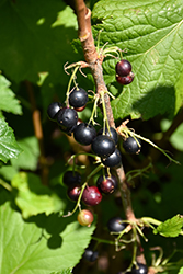 Consort Black Currant (Ribes nigrum 'Consort') at Tree Top Nursery & Landscaping