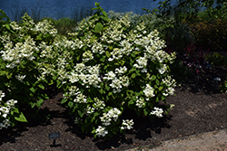 White Diamonds Hydrangea (Hydrangea paniculata 'HYPMAD I') at Tree Top Nursery & Landscaping