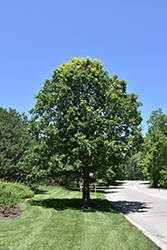 Bur Oak (Quercus macrocarpa) at Tree Top Nursery & Landscaping