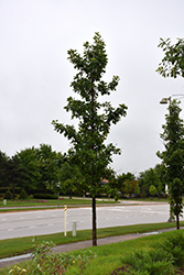 Urban Pinnacle Bur Oak (Quercus macrocarpa 'JFS-KW3') at Tree Top Nursery & Landscaping