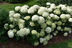 Invincibelle Limetta Hydrangea (Hydrangea arborescens 'NCHA8') at Tree Top Nursery & Landscaping