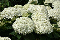 Invincibelle Limetta Hydrangea (Hydrangea arborescens 'NCHA8') at Tree Top Nursery & Landscaping