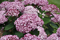 Incrediball Blush Smooth Hydrangea (Hydrangea arborescens 'NCHA4') at Tree Top Nursery & Landscaping