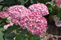 Invincibelle Spirit II Hydrangea (Hydrangea arborescens 'NCHA2') at Tree Top Nursery & Landscaping