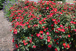 Oso Easy Cherry Pie Rose (Rosa 'Meiboulka') at Tree Top Nursery & Landscaping