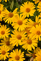 Sunstruck False Sunflower (Heliopsis helianthoides 'Sunstruck') at Tree Top Nursery & Landscaping
