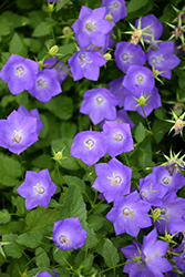 Blue Clips Bellflower (Campanula carpatica 'Blue Clips') at Tree Top Nursery & Landscaping