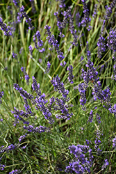 Phenomenal Lavender (Lavandula x intermedia 'Phenomenal') at Tree Top Nursery & Landscaping