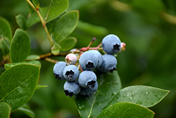 Northcountry Blueberry (Vaccinium 'Northcountry') at Tree Top Nursery & Landscaping