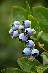 Northblue Blueberry (Vaccinium 'Northblue') at Tree Top Nursery & Landscaping