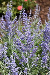 Lacey Blue Russian Sage (Perovskia atriplicifolia 'Lacey Blue') at Tree Top Nursery & Landscaping