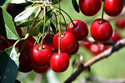 Mesabi Cherry (Prunus 'Mesabi') at Tree Top Nursery & Landscaping