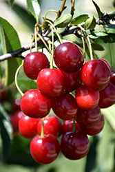 Sweet Cherry Pie Cherry (Prunus 'Eubank') at Tree Top Nursery & Landscaping