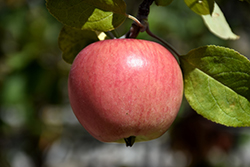 Prairie Magic Apple (Malus 'Prairie Magic') at Tree Top Nursery & Landscaping