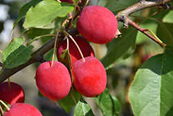 Dolgo Apple (Malus 'Dolgo') at Tree Top Nursery & Landscaping