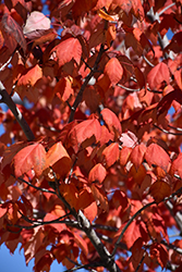Northwood Red Maple (Acer rubrum 'Northwood') at Tree Top Nursery & Landscaping