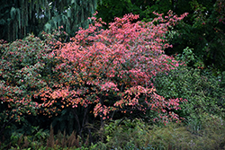 Autumn Brilliance Serviceberry (Amelanchier x grandiflora 'Autumn Brilliance') at Tree Top Nursery & Landscaping