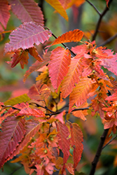 Firespire American Hornbeam (Carpinus caroliniana 'J.N. Upright') at Tree Top Nursery & Landscaping