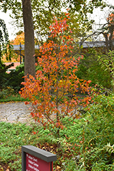 Firespire American Hornbeam (Carpinus caroliniana 'J.N. Upright') at Tree Top Nursery & Landscaping