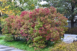 Autumn Jazz Viburnum (Viburnum dentatum 'Ralph Senior') at Tree Top Nursery & Landscaping