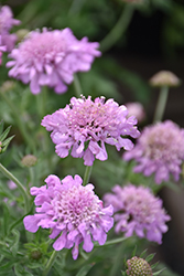 Pink Mist Pincushion Flower (Scabiosa 'Pink Mist') at Tree Top Nursery & Landscaping