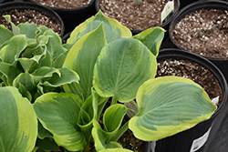 Shadowland Seducer Hosta (Hosta 'Seducer') at Tree Top Nursery & Landscaping