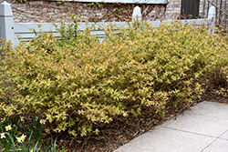 Bush Honeysuckle (Diervilla lonicera) at Tree Top Nursery & Landscaping
