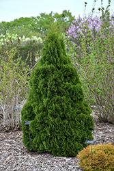 Holmstrup Arborvitae (Thuja occidentalis 'Holmstrup') at Tree Top Nursery & Landscaping