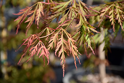 Ice Dragon Maple (Acer 'IsliD') at Tree Top Nursery & Landscaping