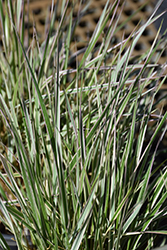 Hello Spring! Reed Grass (Calamagrostis x acutiflora 'Hello Spring!') at Tree Top Nursery & Landscaping