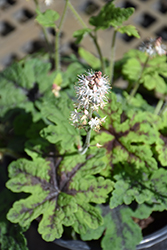 Fingerpaint Foamflower (Tiarella 'Fingerpaint') at Tree Top Nursery & Landscaping