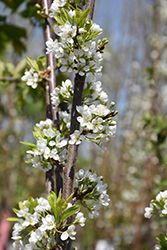 BlackIce Cherry-Plum (Prunus 'Lydecker') at Tree Top Nursery & Landscaping