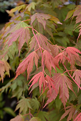 North Wind Japanese Maple (Acer 'IsINW') at Tree Top Nursery & Landscaping