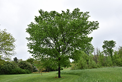 Valley Forge Elm (Ulmus americana 'Valley Forge') at Tree Top Nursery & Landscaping
