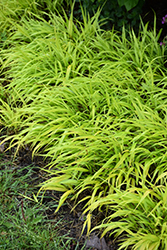 All Gold Hakone Grass (Hakonechloa macra 'All Gold') at Tree Top Nursery & Landscaping