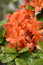 Mandarin Lights Azalea (Rhododendron 'Mandarin Lights') at Tree Top Nursery & Landscaping